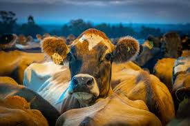 herd